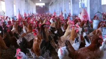 تغيرات أسعار الفراخ في بورصة الدواجن بختام تعاملات يوم السبت السابع من مارس